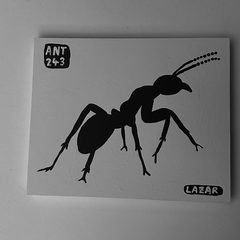 Ant 243