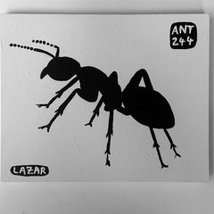 Ant 244