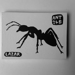Ant 248