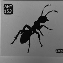 Ant 253