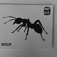 Ant 255