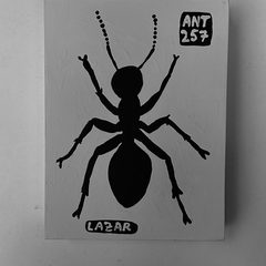 Ant 257