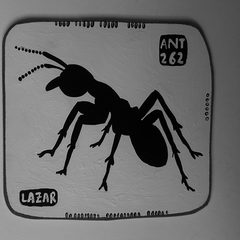 Ant 262