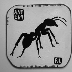 Ant 269