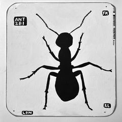 Ant 281