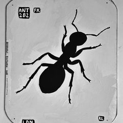 Ant 282