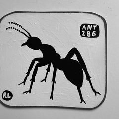 Ant 286