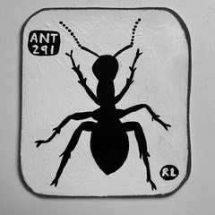 Ant 291