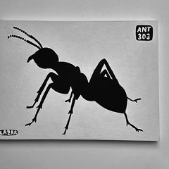 Ant 303