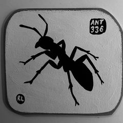 Ant 336