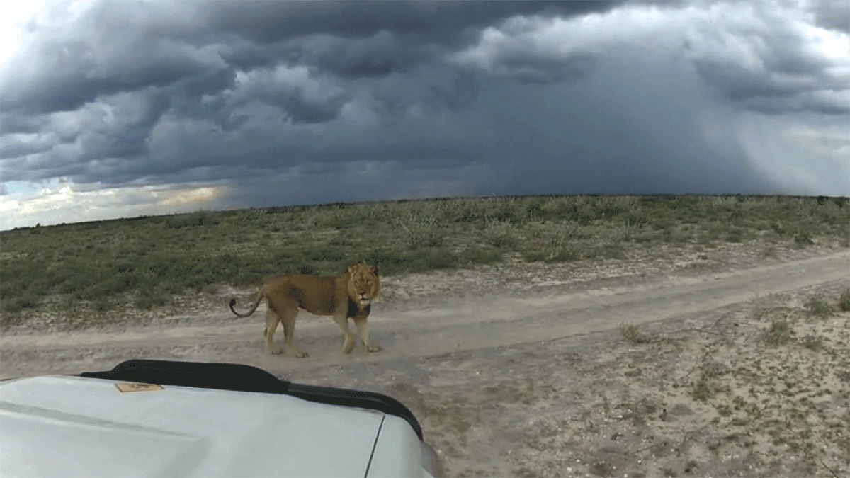 [49] Kalahari Crossing